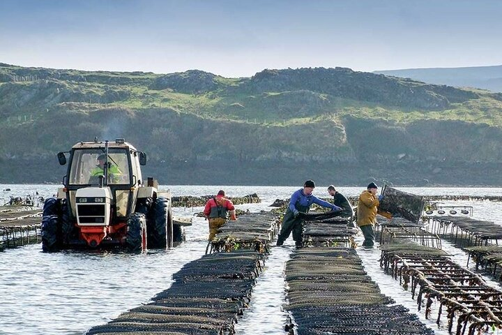 Oyster Farm and Tasting Experience - Photo 1 of 8