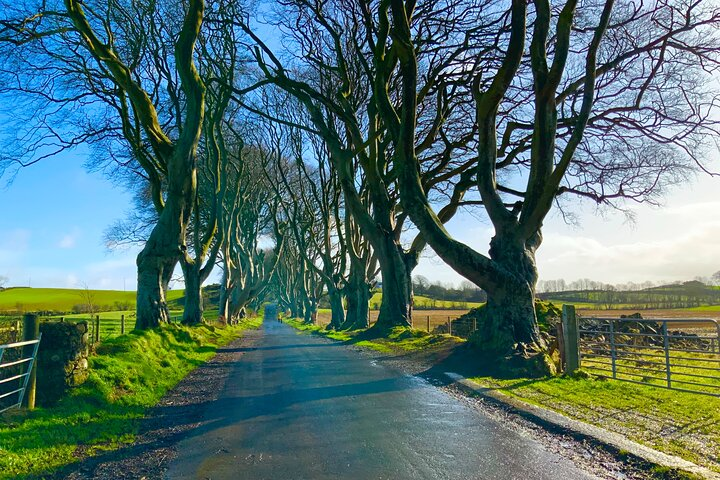 The Dark Hedges on a a lovely day