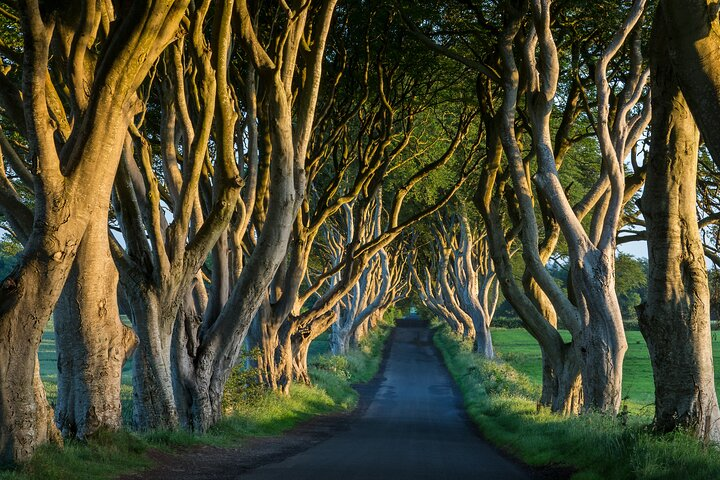 Immerse yourself in Northern Ireland's stunning landscapes where ancient trees line the road leading to unforgettable landmarks and natural wonders. Discover the hidden gems of this remarkable journey.