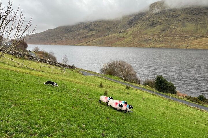 Watch a trained sheepdog at work
