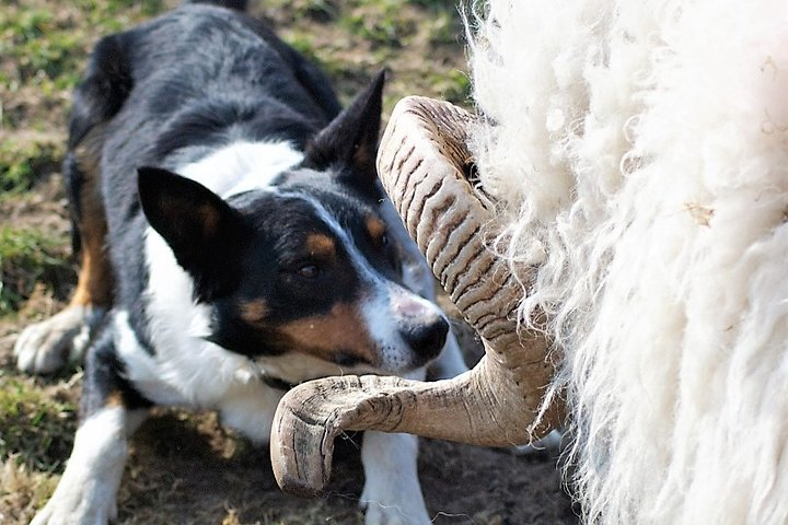 Farm Smart Herding Dogs 2025 This Is Wales Private Sheepdog Demo