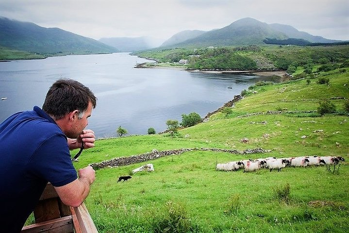 Visit traditional working sheep farm with sheepdog demo. Galway.  - Photo 1 of 7