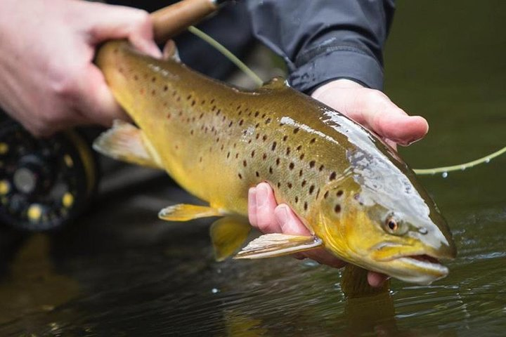 Wild Brown trout fly fishing with guide on Lough Corrib, County