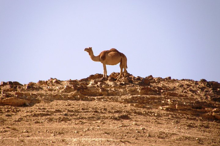 Camel at Negev