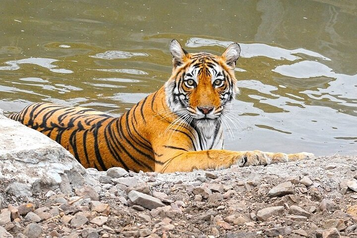 5 Days Golden Triangle Tour with Ranthambore Tiger Safari