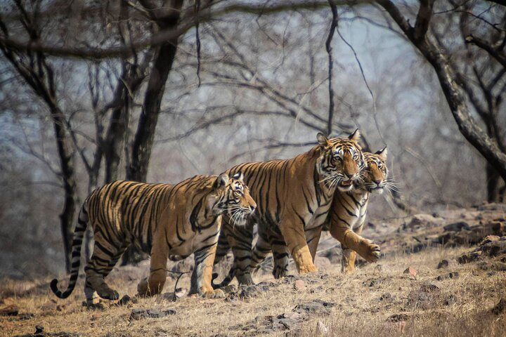 10 Days Private Tour of Wildlife in National Parks with Delhi, Agra & Jaipur  - Photo 1 of 2