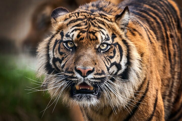 12 Day Royal Rajasthan Tour - Taj Mahal Tigers Lakes & Wildlife - Photo 1 of 15