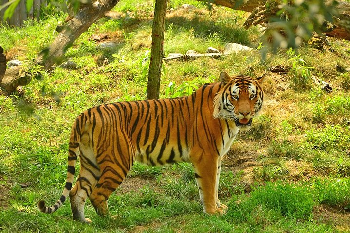 Tiger in Ranthambore National Park