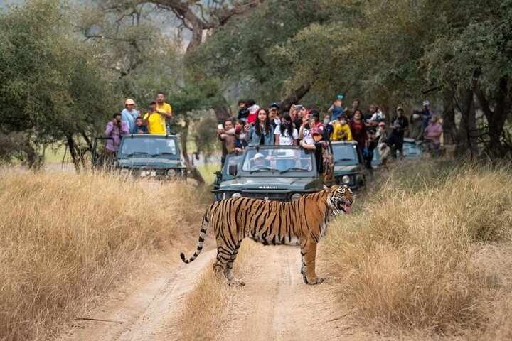 From Delhi: Private 3-Day Ranthambore Wildlife Safari Tour