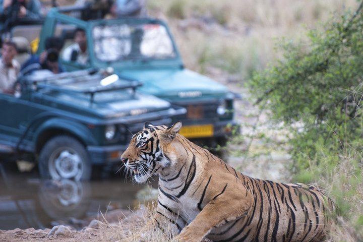 2-Night Private Ranthambore National Park and Wildlife Tour from Delhi