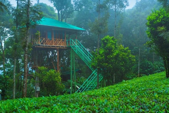 Treehouse in Munnar