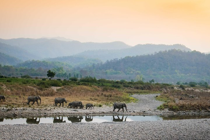Dhikala Forest Landscape