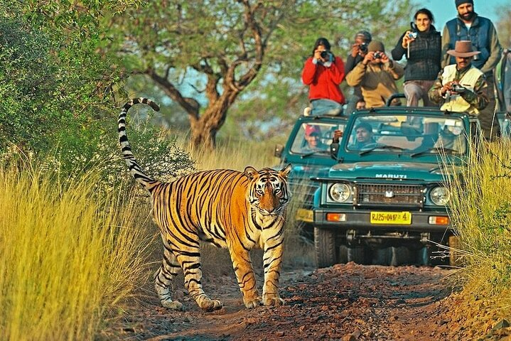 4-Day Golden Triangle Tour with Tiger Safari & Elephant Rescue - Photo 1 of 25