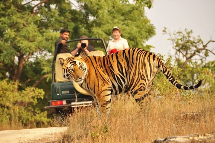 Ranthambore Tiger Safari In Gypsy 6 Seater All Inclusive visits - Photo 1 of 10