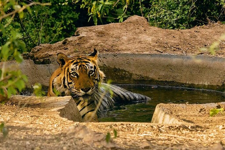 Sariska National Park