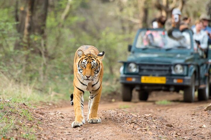 4 Days: Ranthambore & Jaipur Tour From Agra With Delhi Drop - Photo 1 of 13