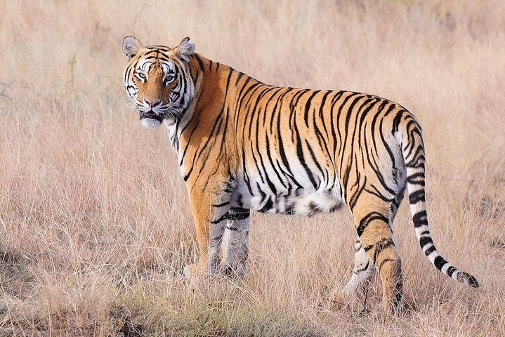 Ranthambore Tiger Safari