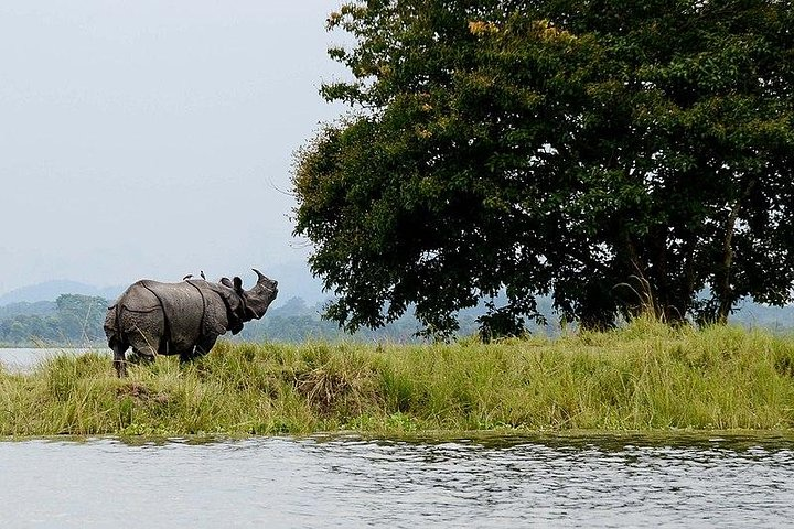 4D/3N Kaziranga safari special - Photo 1 of 2