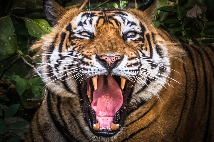 5 Day Delhi Agra Jaipur with Ranthambore-Taj Mahal Sunrise/Sunset - Photo 1 of 11