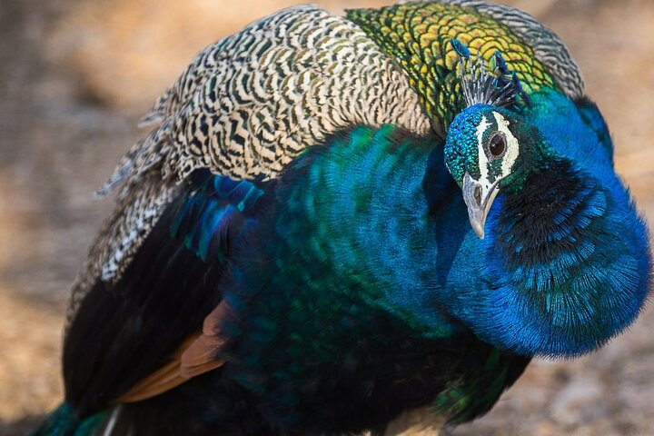 5 Day Golden Triangle Tour with Bharatpur Bird Sanctuary - Photo 1 of 10