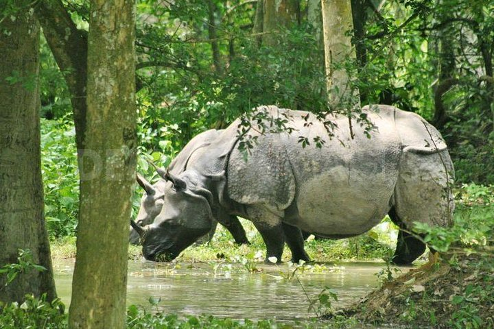 Kariranga National Park - Rhino