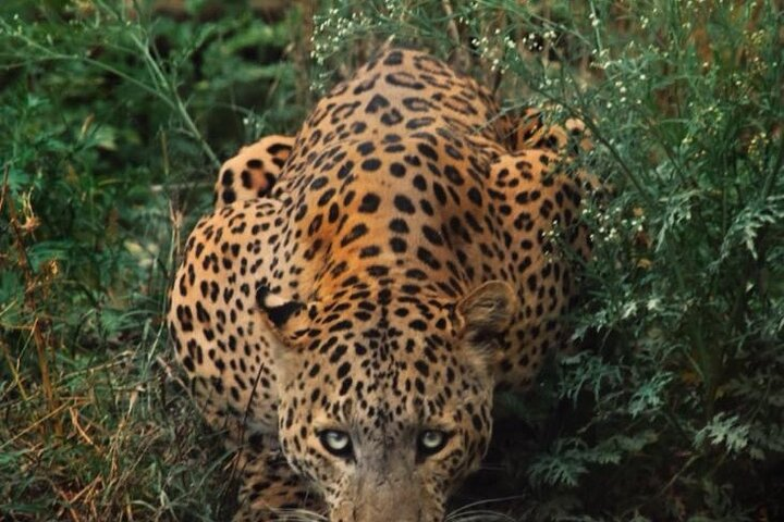 6-Days Private Luxury Golden Triangle Tour with Jhalana Safari - Photo 1 of 25