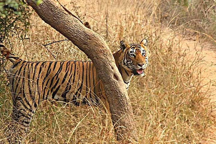 6 Nights & 7 Days Golden Triangle with Ranthambore National Park  - Photo 1 of 10