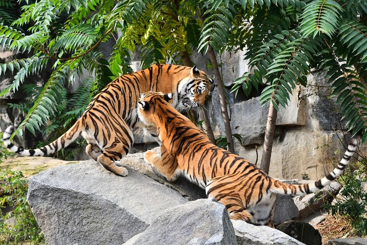 7 Day Golden Triangle Tour with Wildlife-Taj Mahal Tigers & Birds - Photo 1 of 14