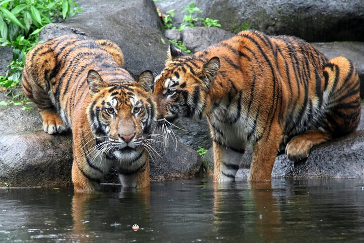 7 Day Golden Triangle with Wildlife - Taj Tigers Leopards & Birds - Photo 1 of 12