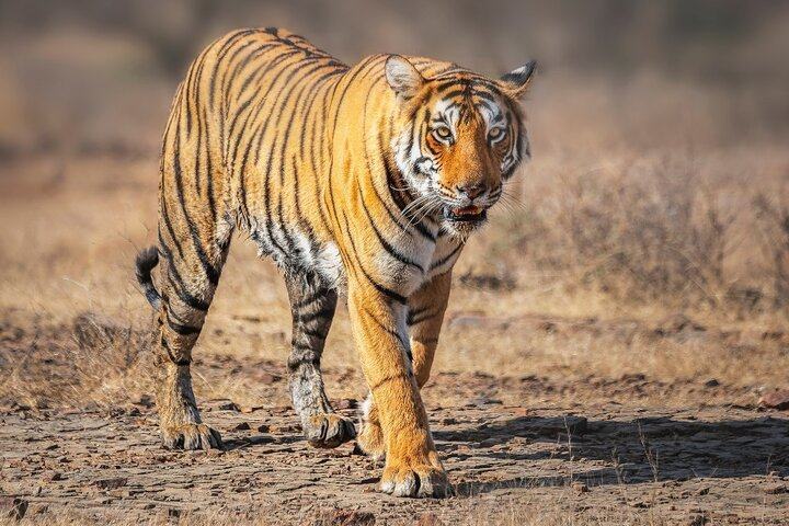 7 Day Golden Triangle with Wildlife - Taj Tigers Leopards Birds - Photo 1 of 10