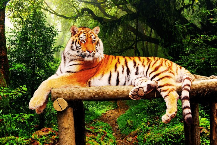 7 Days Golden Triangle Tour with Ranthambore and Udaipur - Photo 1 of 23