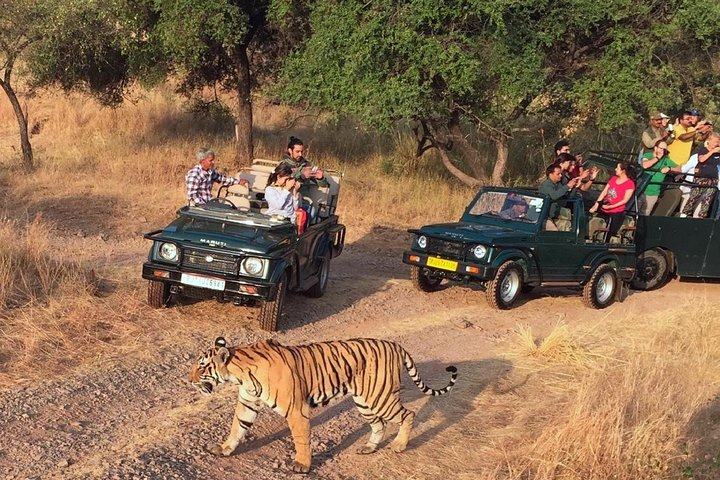 7-Day Golden Triangle & Ranthambore Tiger Safari from Delhi - Photo 1 of 9