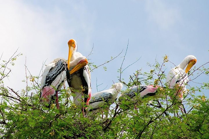 Bharatpur Wildlife Sanctuary - Bharatpur, Rajasthan, India