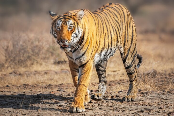 8 Day Delhi Agra Ranthambore Udaipur Jaipur Delhi Tour - Photo 1 of 13