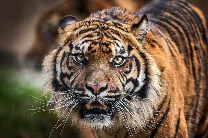 8 Day Golden Triangle Tour with Ranthambore {Taj , Tigers & More} - Photo 1 of 13