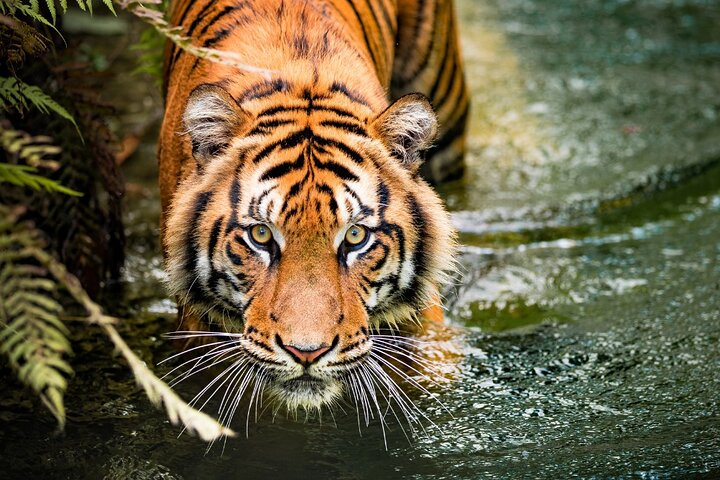 8 Day Golden Triangle Tour with Ranthambore Tigers Tour - Photo 1 of 13