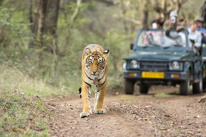 Ranthambore National Park - Ranthambore, Rajasthan, India