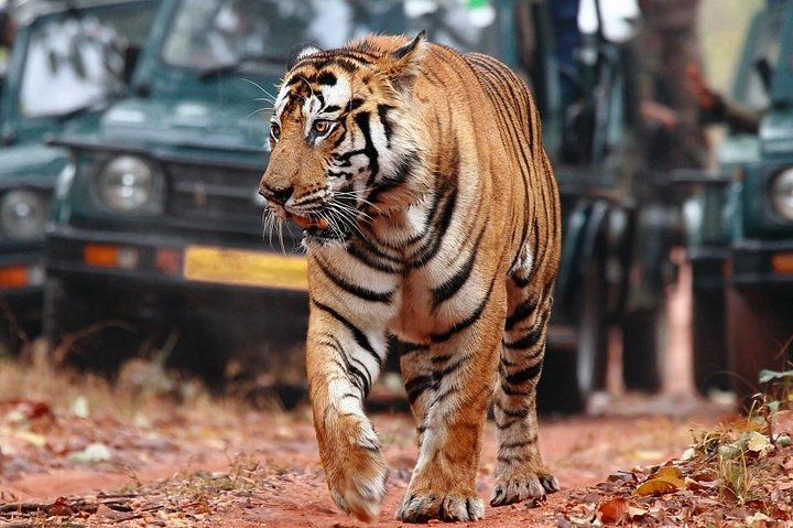 Ranthambore National Park