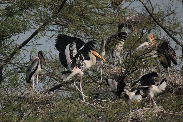 Bharatpur Bird Sanctuary 