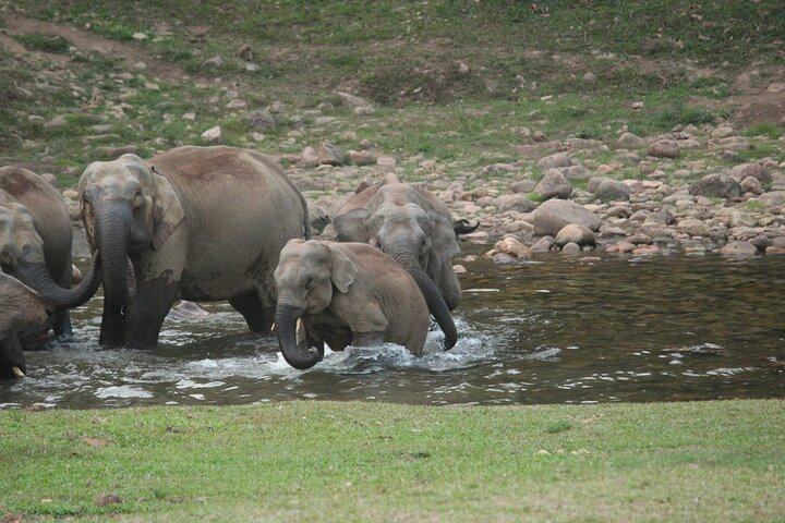 Wild elephant drinking water in anakulam