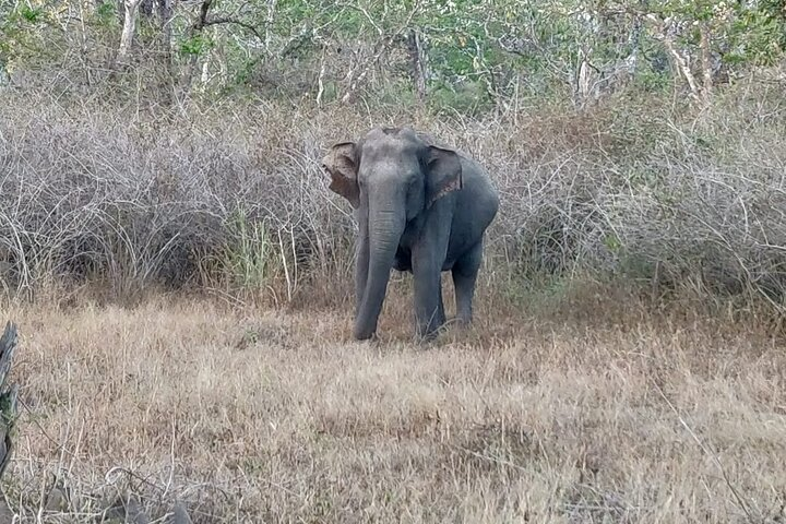 Elephant in Bandipur
