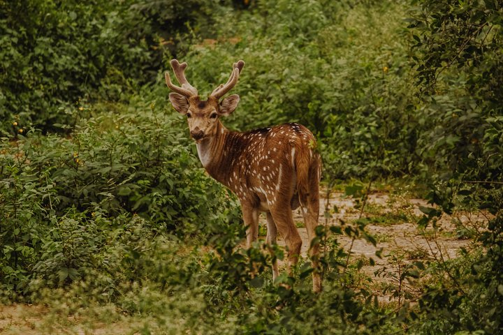 Deer at Bharatpur