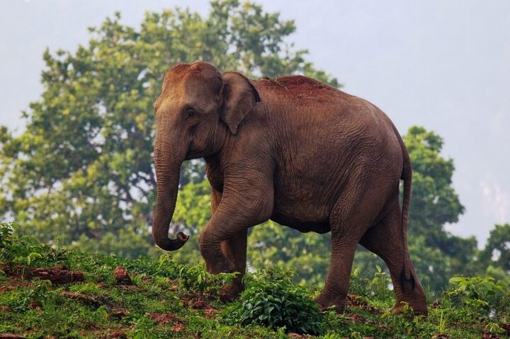 Bhubaneshwar to Similipal National Park Expedition - Photo 1 of 8