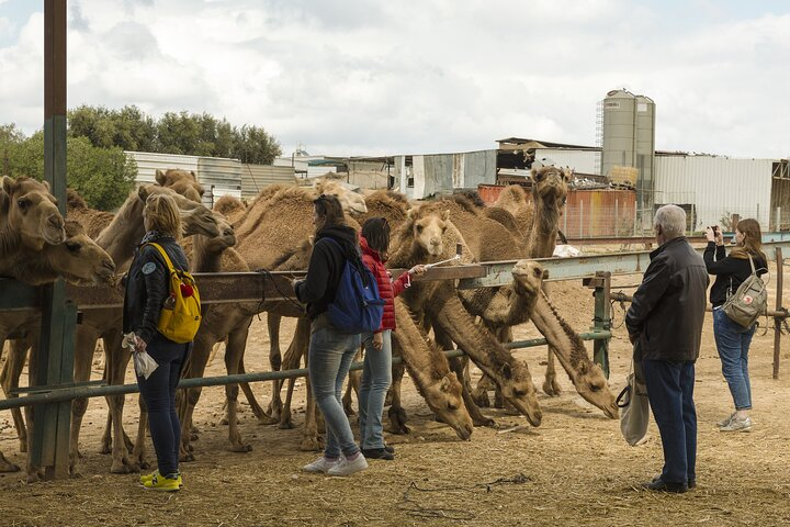 Bikaner Drop with Visit Camel Breeding Centre and Karni Mata Temple From Jodhpur - Photo 1 of 2