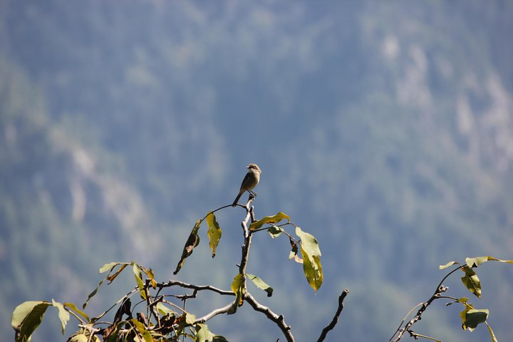 Bird-watching Hikes around Jibhi  - Photo 1 of 10