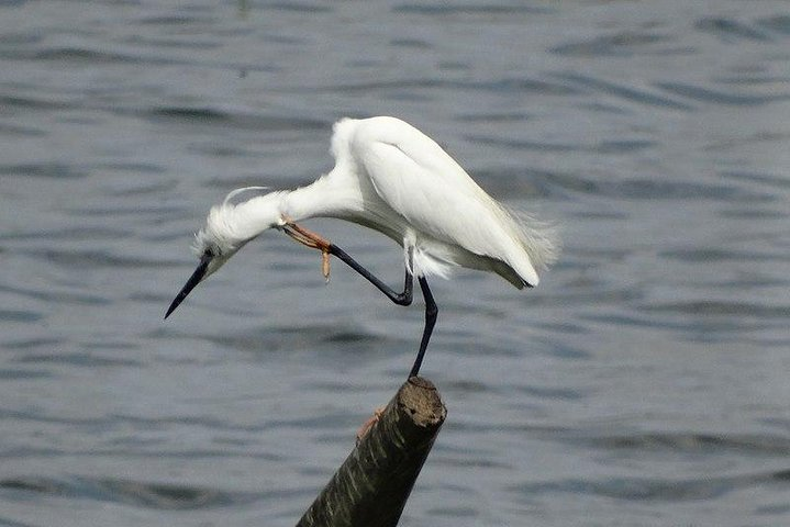 Bird Watching Tour at Bhandup