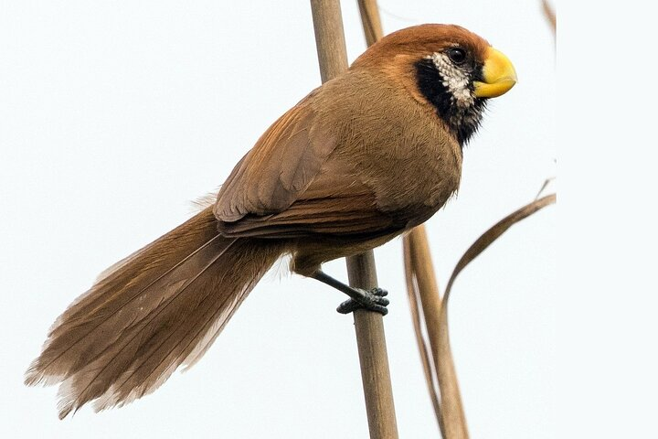 Birding tour in Upper Assam and Eastern Arunachal Pradesh - Photo 1 of 8