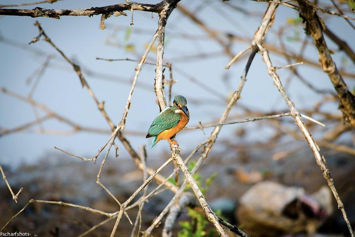 Birdwatching and Nature Walk of South Goa - Photo 1 of 9