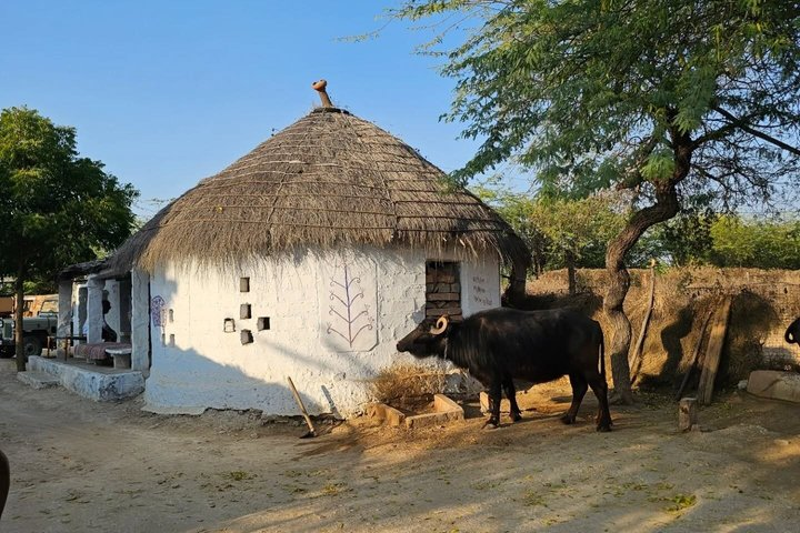 Bishnoi Village Cultural Tour from Jodhpur - Photo 1 of 8