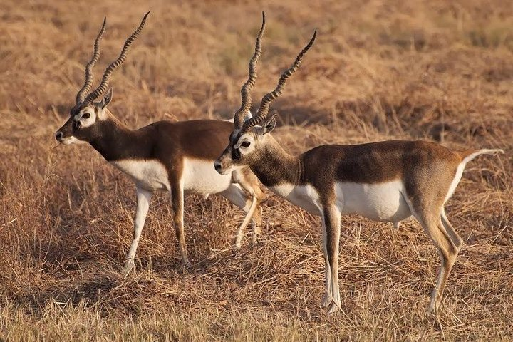 Blackbuck Safari from Vadodara - Photo 1 of 23